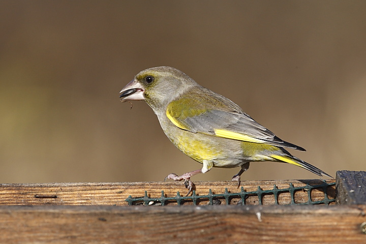 Verdone (Carduelis chloris)